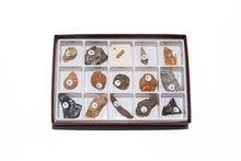 Load image into Gallery viewer, 3010-S - TYPES OF FOSSILIZATION COLLECTION - 15 SPEC.
