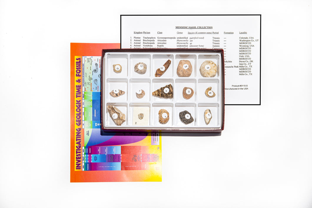 3115-S - MESOZOIC FOSSILS COLLECTION 15 SPEC.