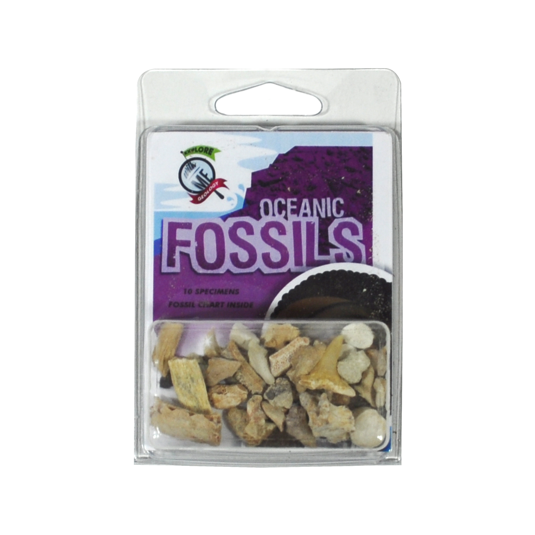 2968 - EXPLORE WITH ME  GEOLOGY® OCEANIC FOSSIL ASSORTMENT